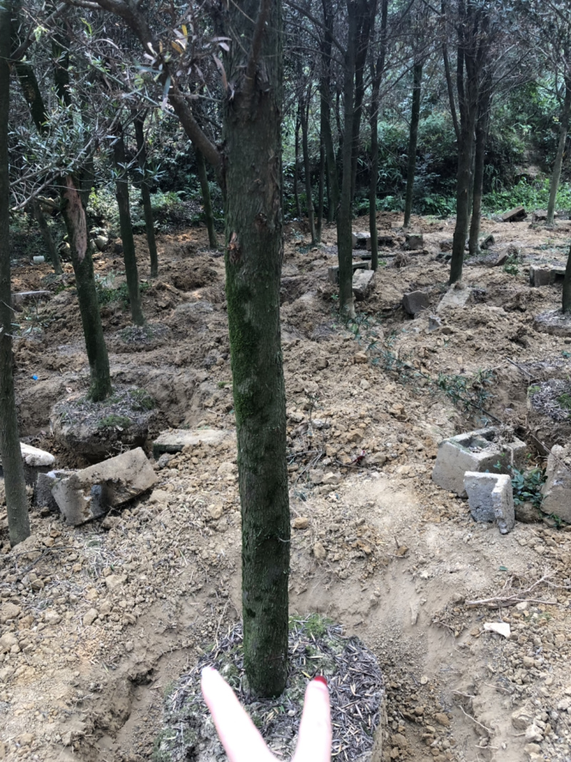 占地罗汉松10个～20公分