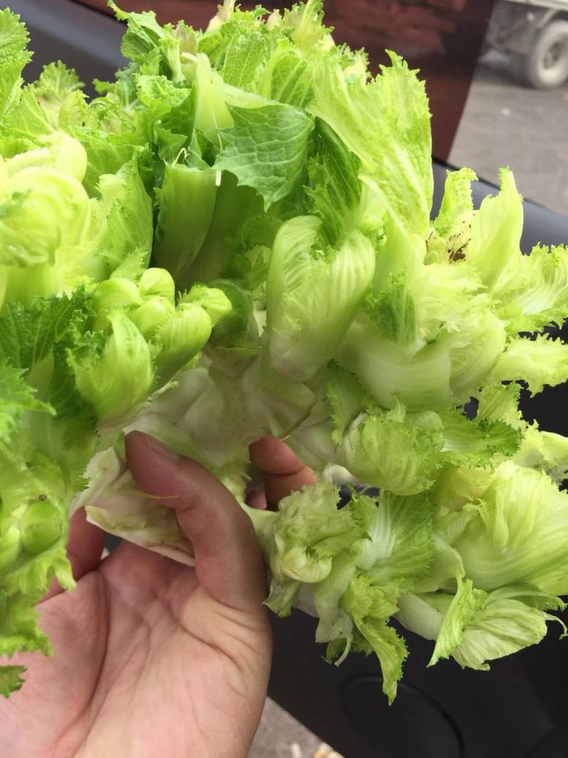 砀山县儿菜大量上市了，儿子大，货源充足，欢迎新老客户前来