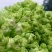 砀山县儿菜大量上市了，儿子大，货源充足，欢迎新老客户前来