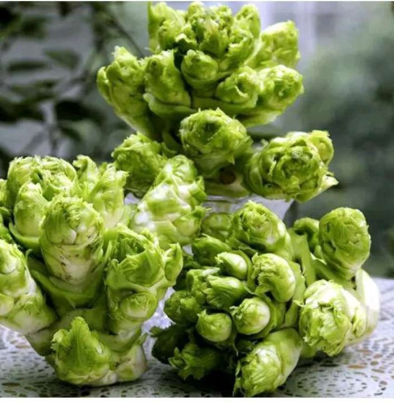 砀山县儿菜大量上市了，儿子大，货源充足，欢迎新老客户前来