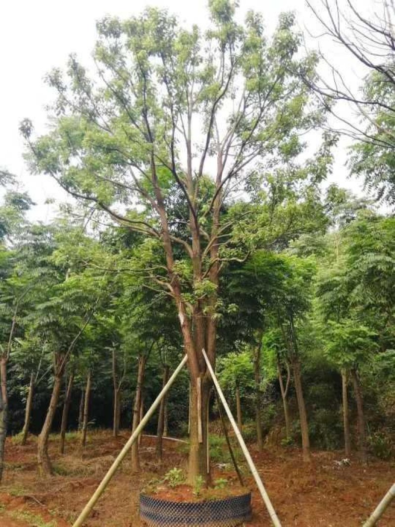 乔灌木