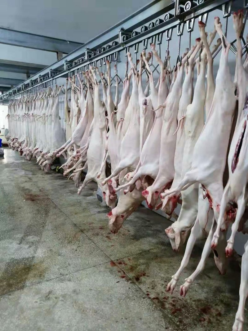 羊肉，活羊