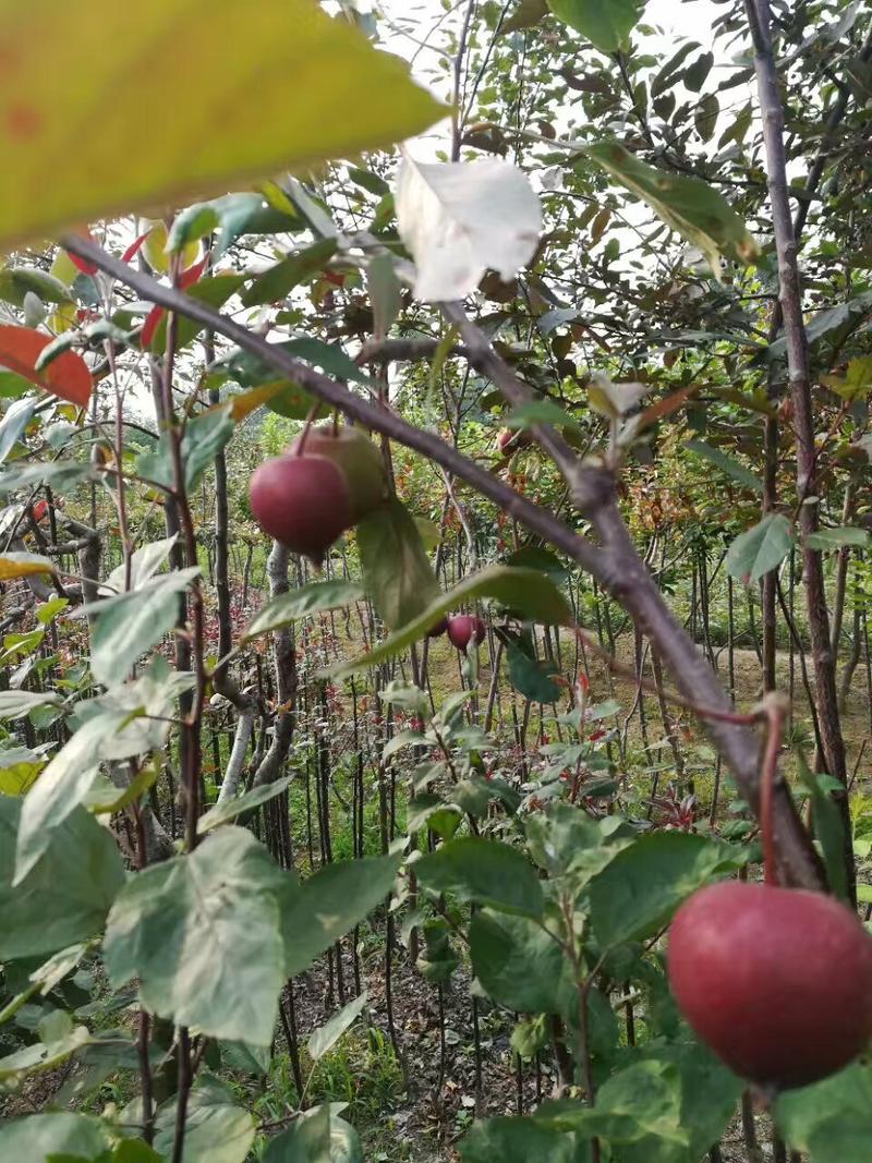苹果树，实生苗及嫁接成品苗，各种品种，诚信为本。