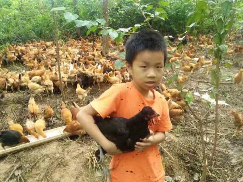 正宗散养土鸡蛋一件代发，包邮