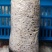 平菇三级栽培种，灰黑色，广温型，抗病能力强，产量高，