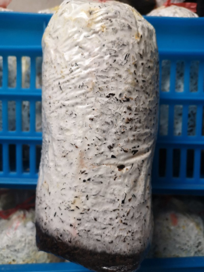 平菇三级栽培种，灰黑色，广温型，抗病能力强，产量高，