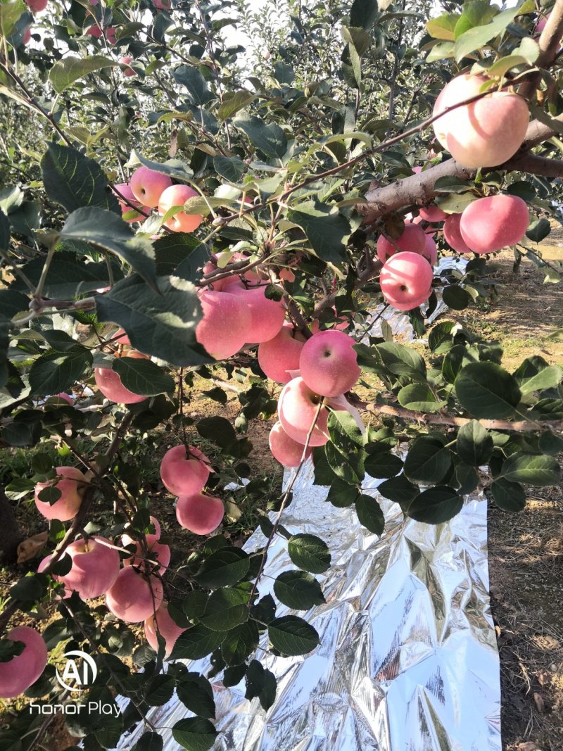 苹果脆甜红富士苹果山东产地直发品质优等量大从优