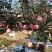 苹果脆甜红富士苹果山东产地直发品质优等量大从优
