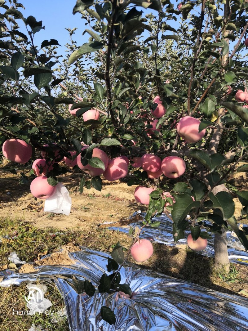 苹果脆甜红富士苹果山东产地直发品质优等量大从优
