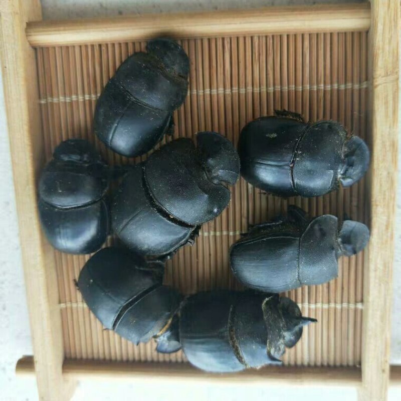 蜣螂虫产地直供支持线上交易可搭配多品种采购大货联系