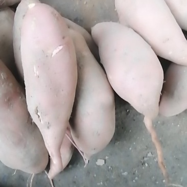 龙薯9