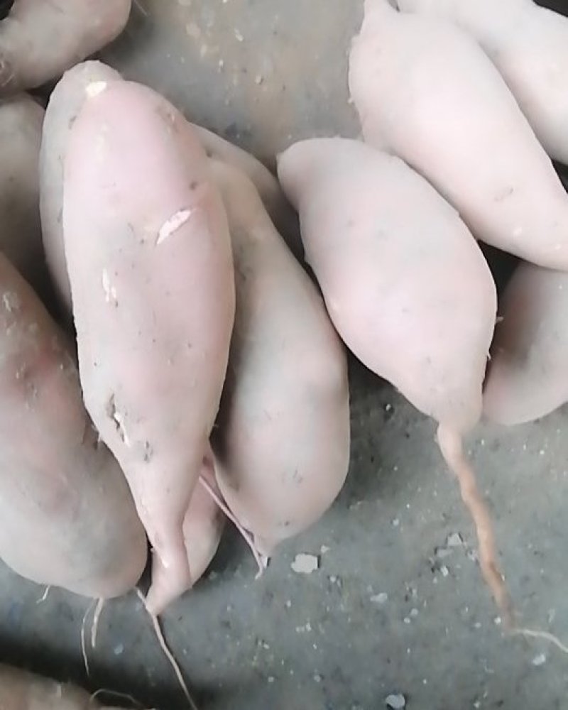 龙薯9