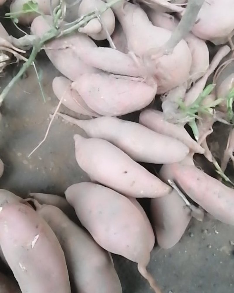龙薯9