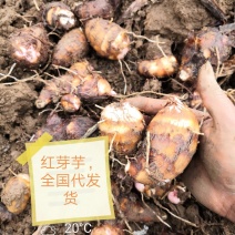 芋头便宜了！！！万亩规模，量大质优，全国代办代发货