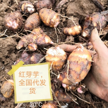 芋头便宜了！！！万亩规模，量大质优，全国代办代发货