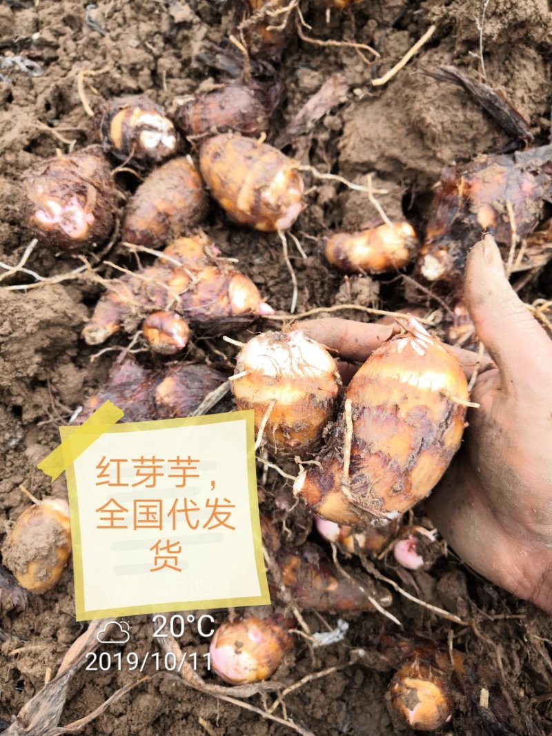 芋头便宜了！！！万亩规模，量大质优，全国代办代发货