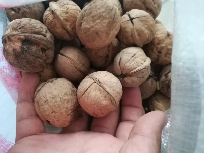 传统核桃通货