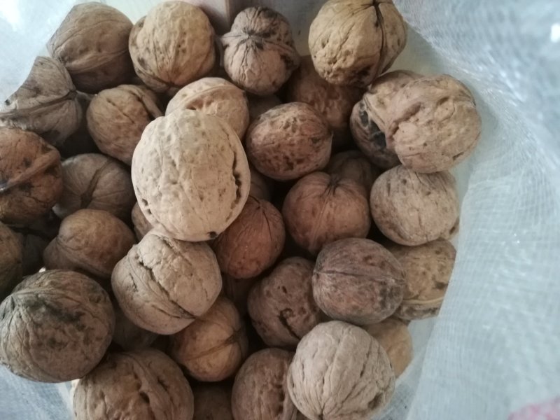 传统核桃通货