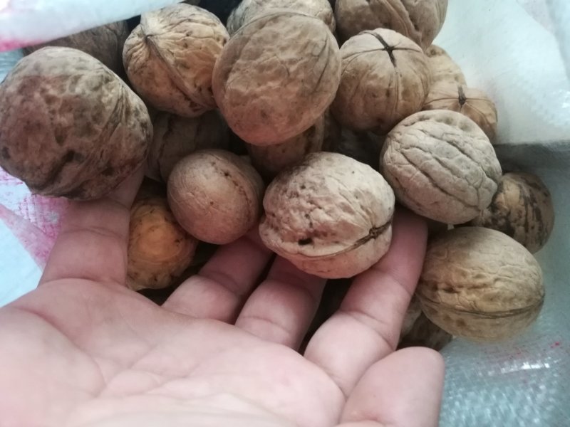传统核桃通货