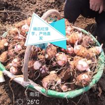 万亩红芽芋，有毛—量大质优规格齐全产地直发量大