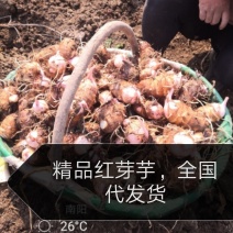 芋头大量上市了—便宜！！！红芽芋万亩基地，面向全国发货。