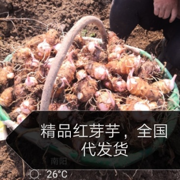 芋头大量上市了—便宜！！！红芽芋万亩基地，面向全国发货。