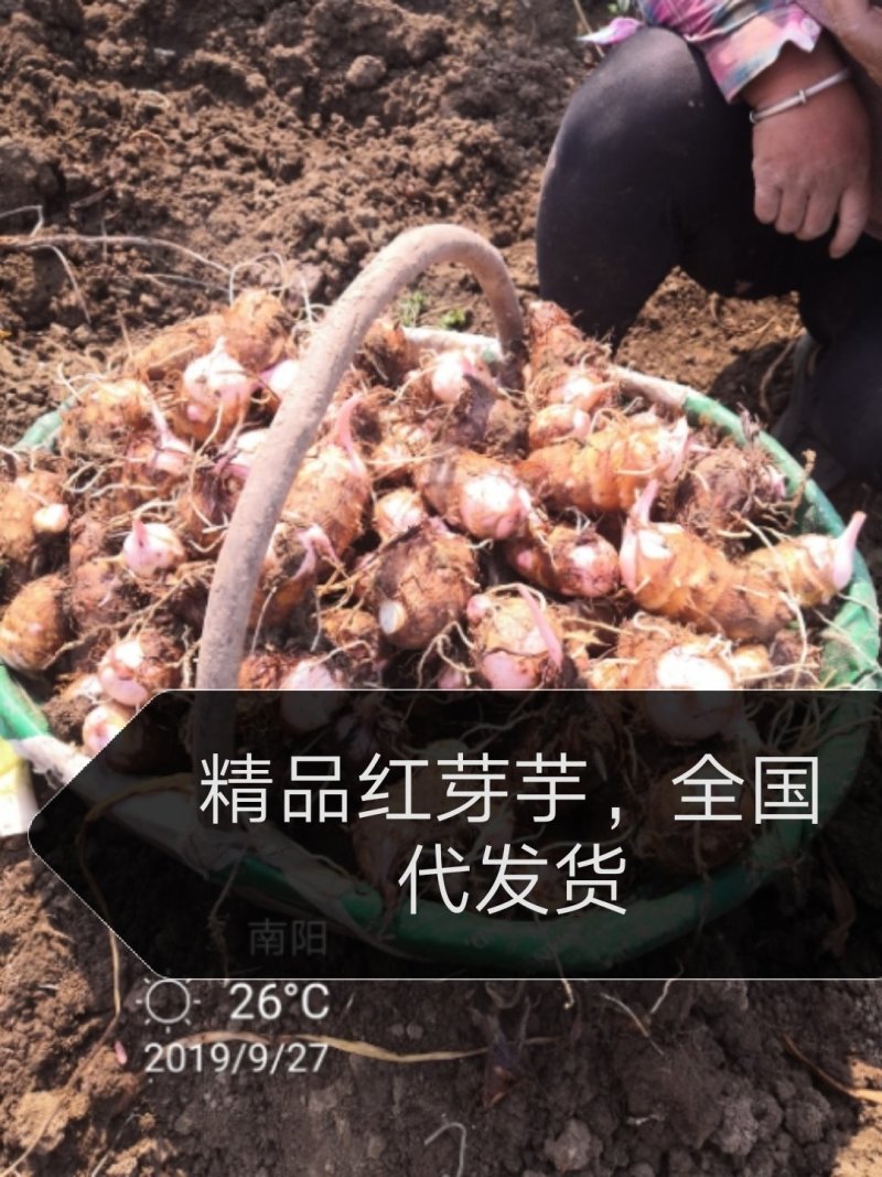 芋头大量上市了—便宜！！！红芽芋万亩基地，面向全国发货。