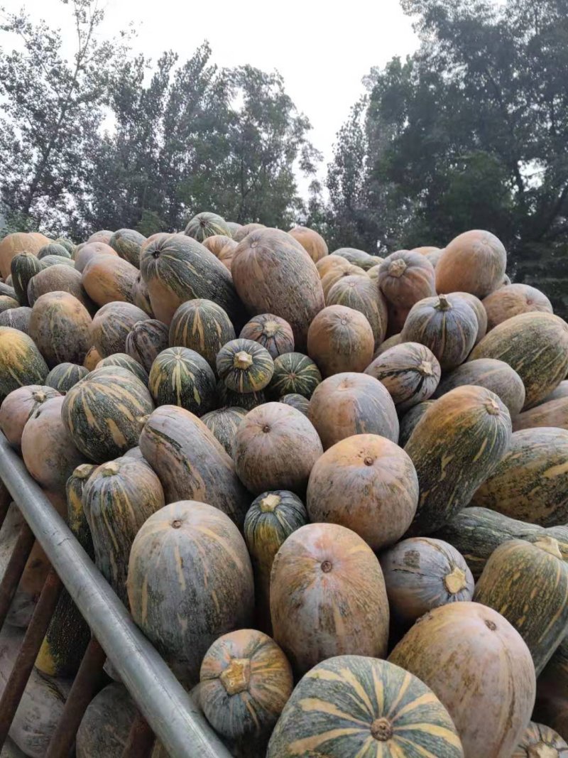 养殖南瓜大量供应货源一个字，多，就怕你拉不完