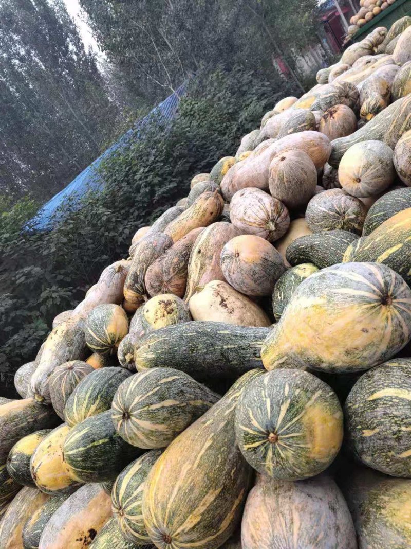 养殖南瓜大量供应货源一个字，多，就怕你拉不完