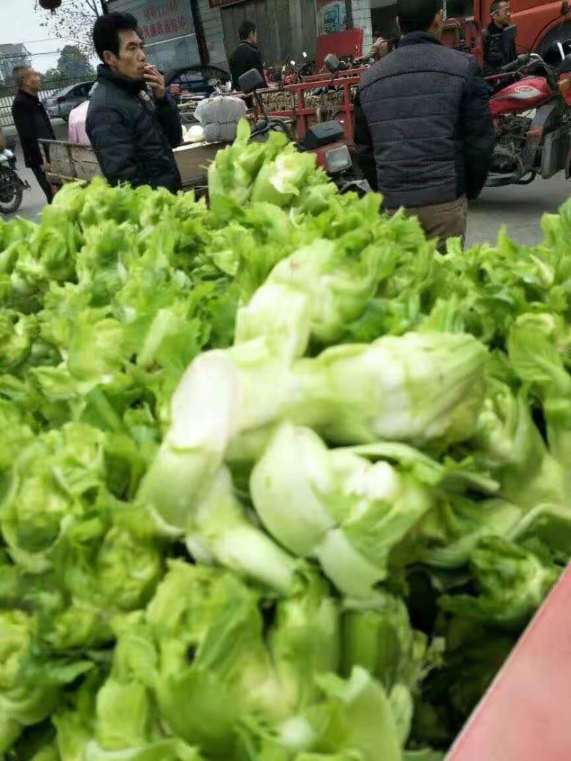 儿菜