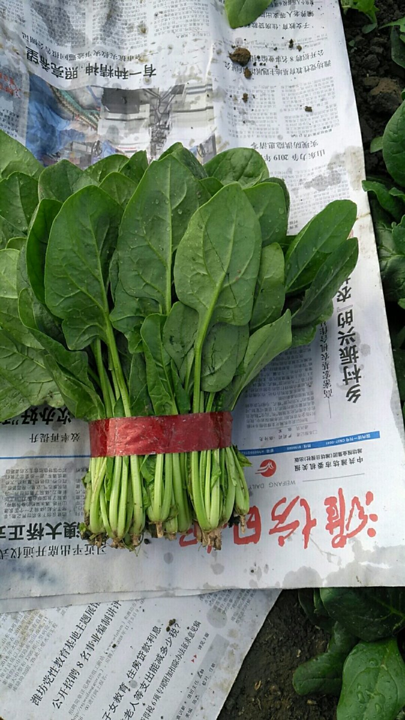 产地供应优质大叶菠菜