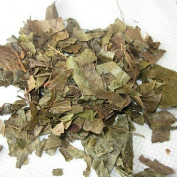 腹水草产地直供支持线上交易可搭配多品种采购大货联系
