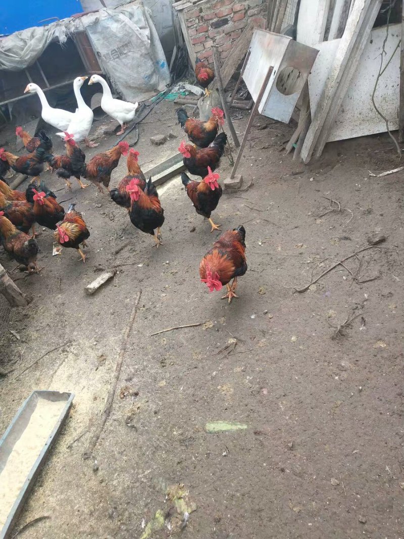 加厚防啄型鸡眼镜土鸡眼镜眼罩养鸡用品活动已结束