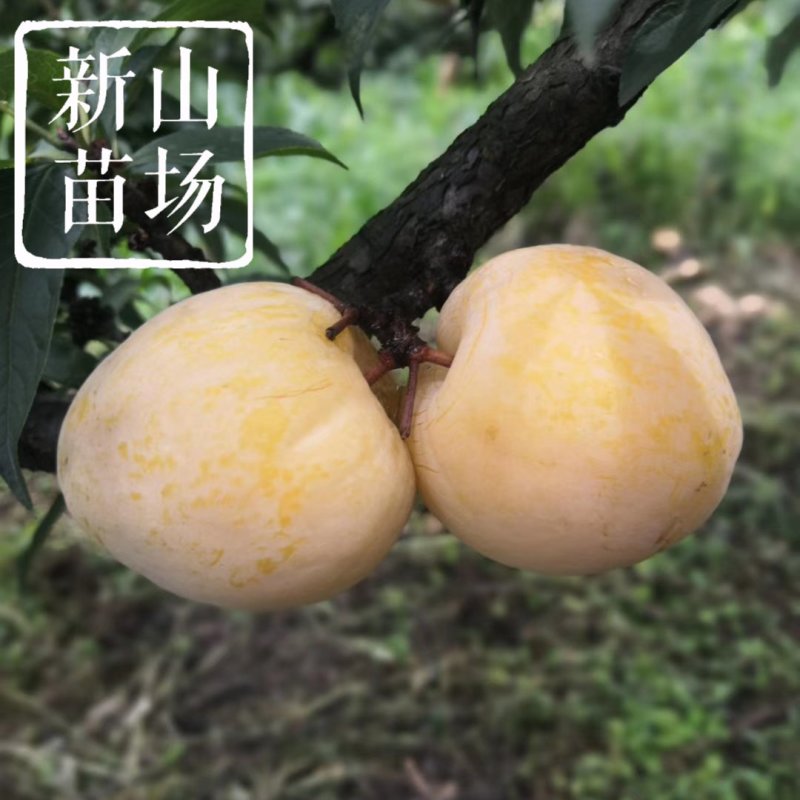 黄金奈李苗黄金奈李子苗奈李树苗油奈青奈黄金李苗