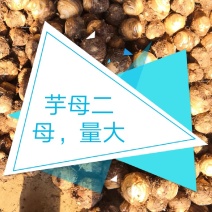 红香芋，红芽芋芋头量大价格低，全国代发货—1