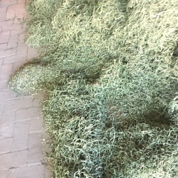 架豆王豆角丝，天然晒干