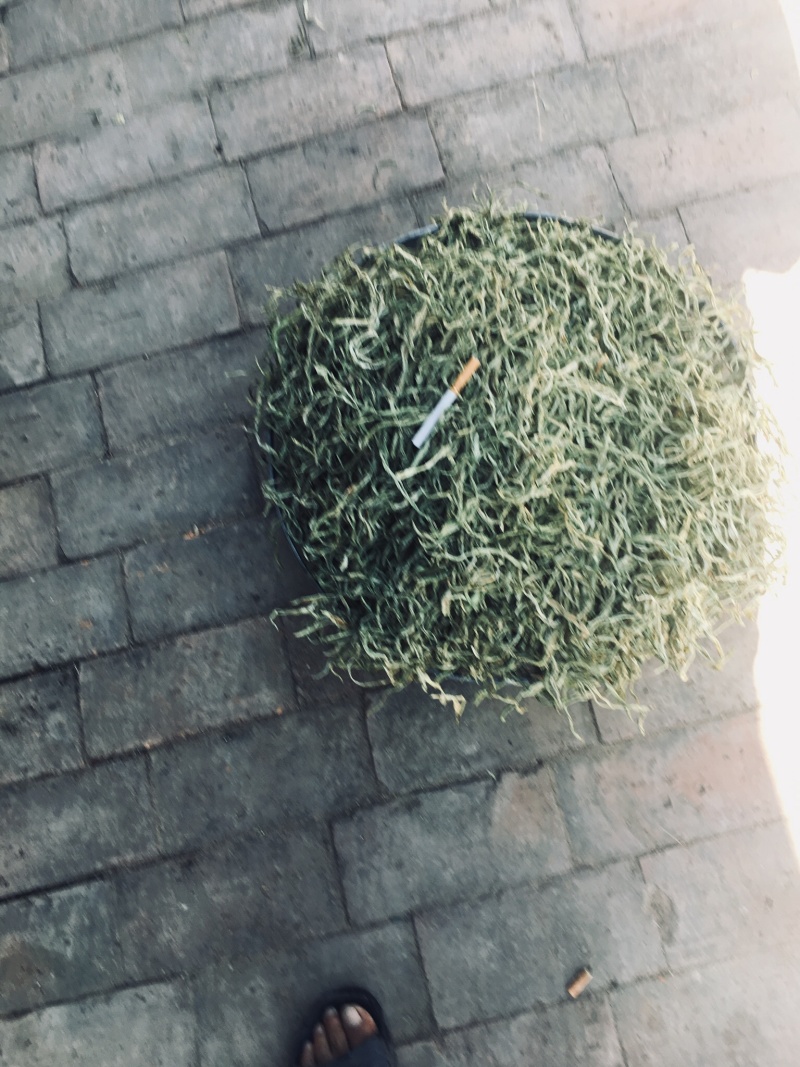 架豆王豆角丝，天然晒干