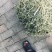 架豆王豆角丝，天然晒干