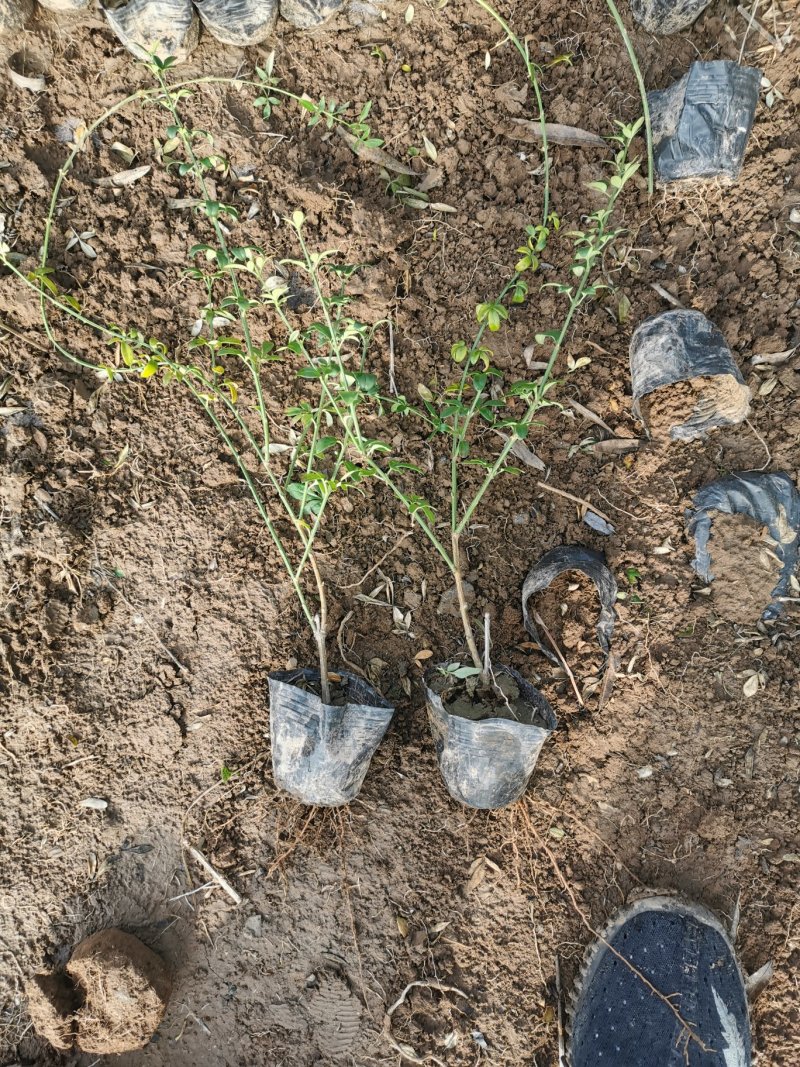 盆栽迎春梅迎春花基地直供欢迎选购万亩基地直发