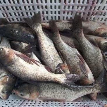 大量黑花成鱼3-50斤规格齐全