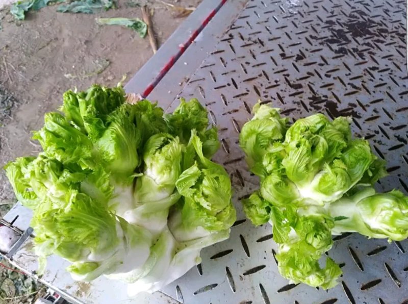 儿菜产地供应！货源充足，交通方便。质量有保障。全国代发。