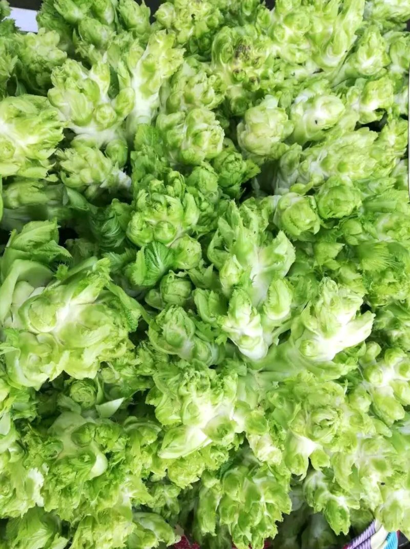 儿菜产地供应！货源充足，交通方便。质量有保障。全国代发。