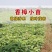 绿化苗木香樟树苗香樟苗批发