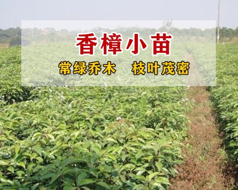 绿化苗木香樟树苗香樟苗批发