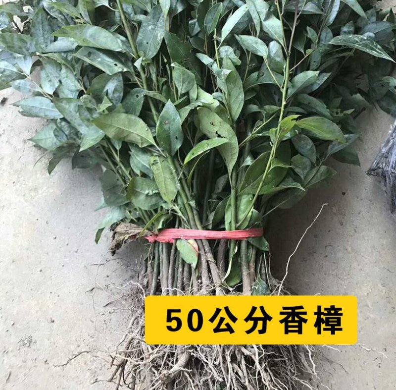 绿化苗木香樟树苗香樟苗批发