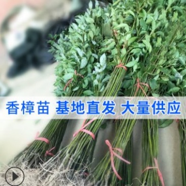 绿化苗木香樟树苗香樟苗批发