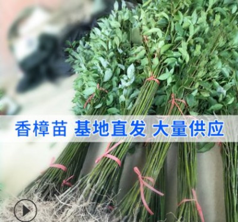 绿化苗木香樟树苗香樟苗批发