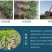 绿化苗木香樟树苗香樟苗批发