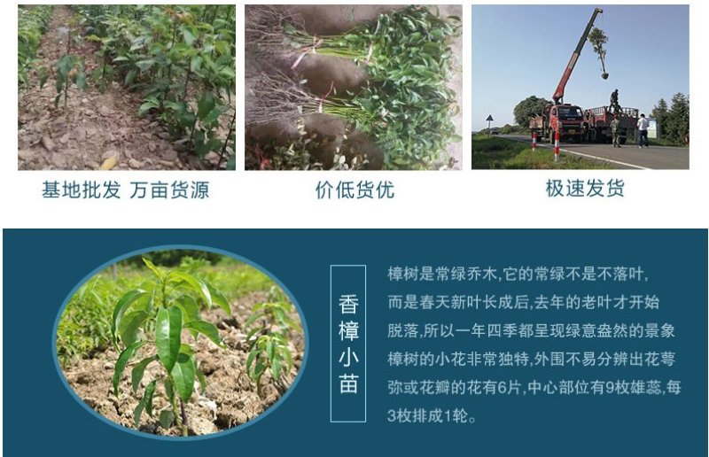绿化苗木香樟树苗香樟苗批发