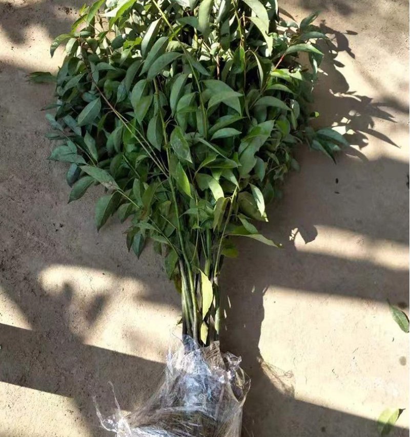 绿化苗木香樟树苗香樟苗批发